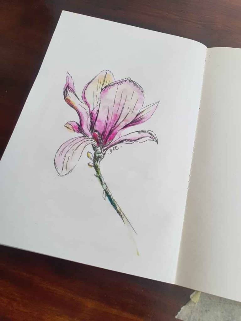painting of a magnolia in pen and watercolor