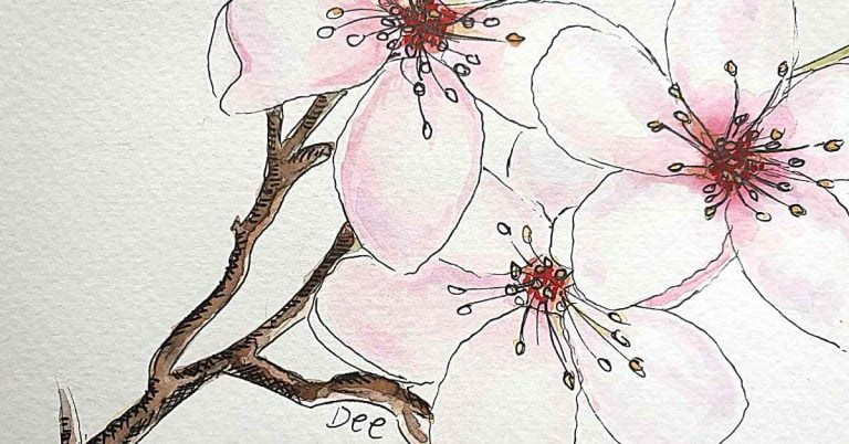 cherry blossom watercolor