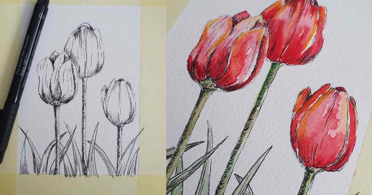 Watercolor Tulips pen drawing and watercolor painting