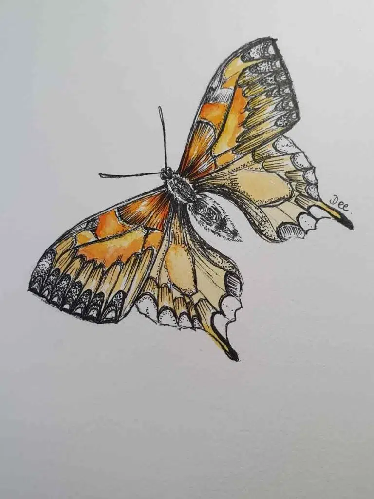 Monarch Butterfly Drawing by Dee