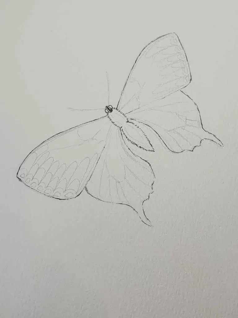 outline of a butterfly in pencil