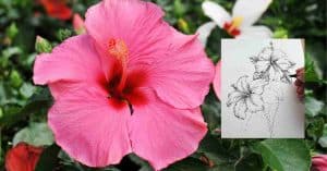 How to Do Your Own Hibiscus Flower Drawing
