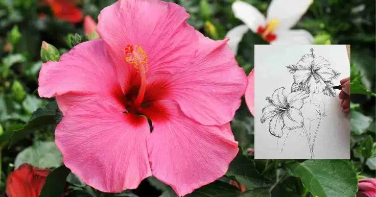 hibiscus flower drawing