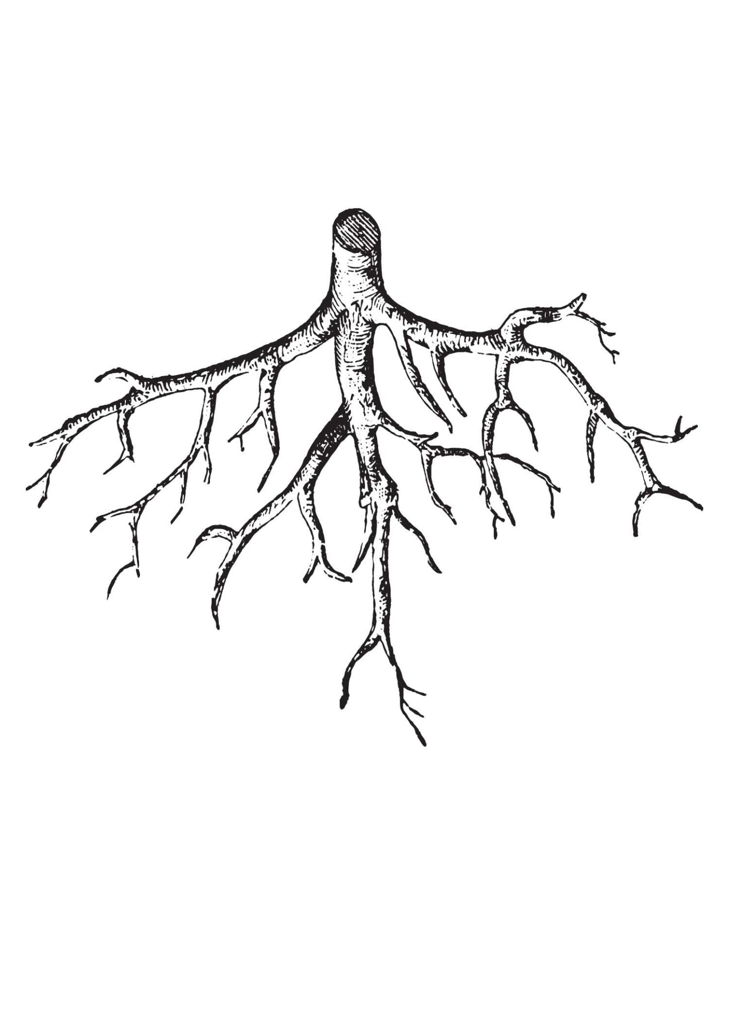 Draw Tree Roots in 10 Easy Steps! - Artsydee - Drawing, Painting, Craft ...