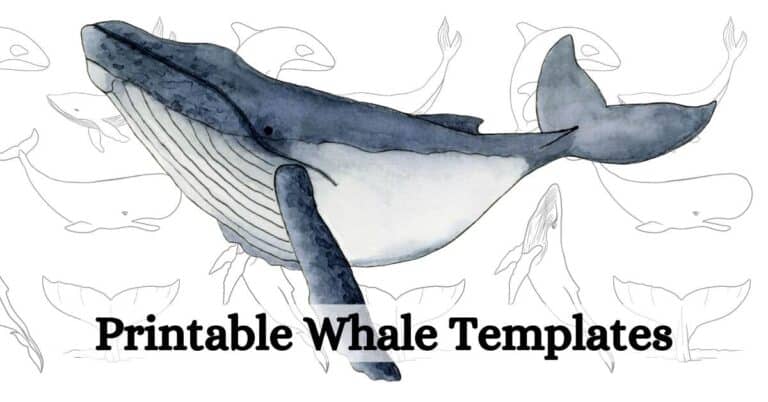 Looking for a Printable Whale Template? 6 FREE Traceable Whales ...