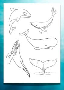 Looking for a Printable Whale Template? 6 FREE Traceable Whales ...