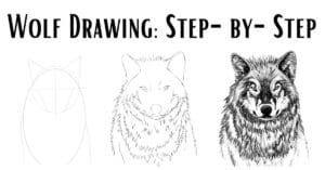 Wondering How to Draw a Wolf? (Wolf Drawing Tutorial 2022)