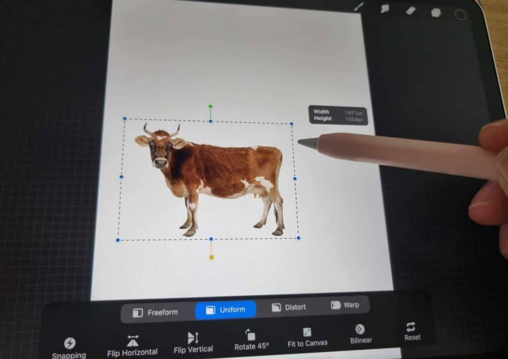 How to Trace on Procreate Step 4 insert photo