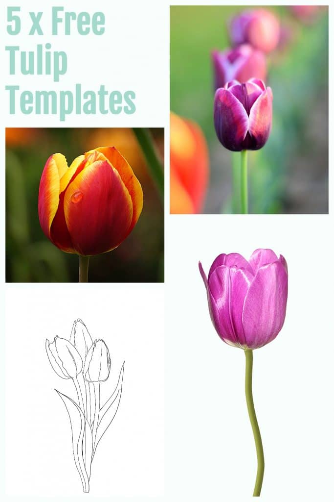 5-x-Free-Tulip-Templates