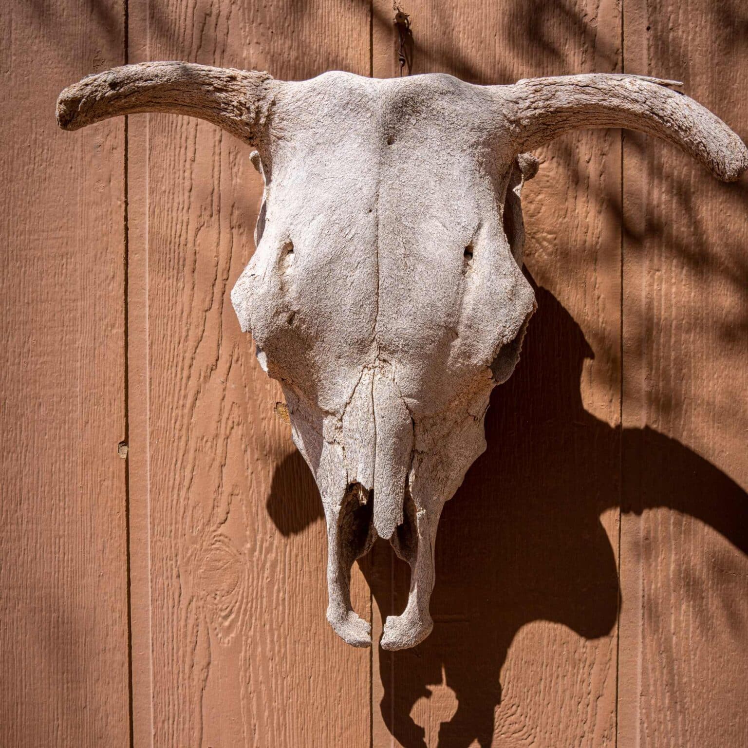 27 Awesome Skull Drawing Reference Images Artsydee Drawing