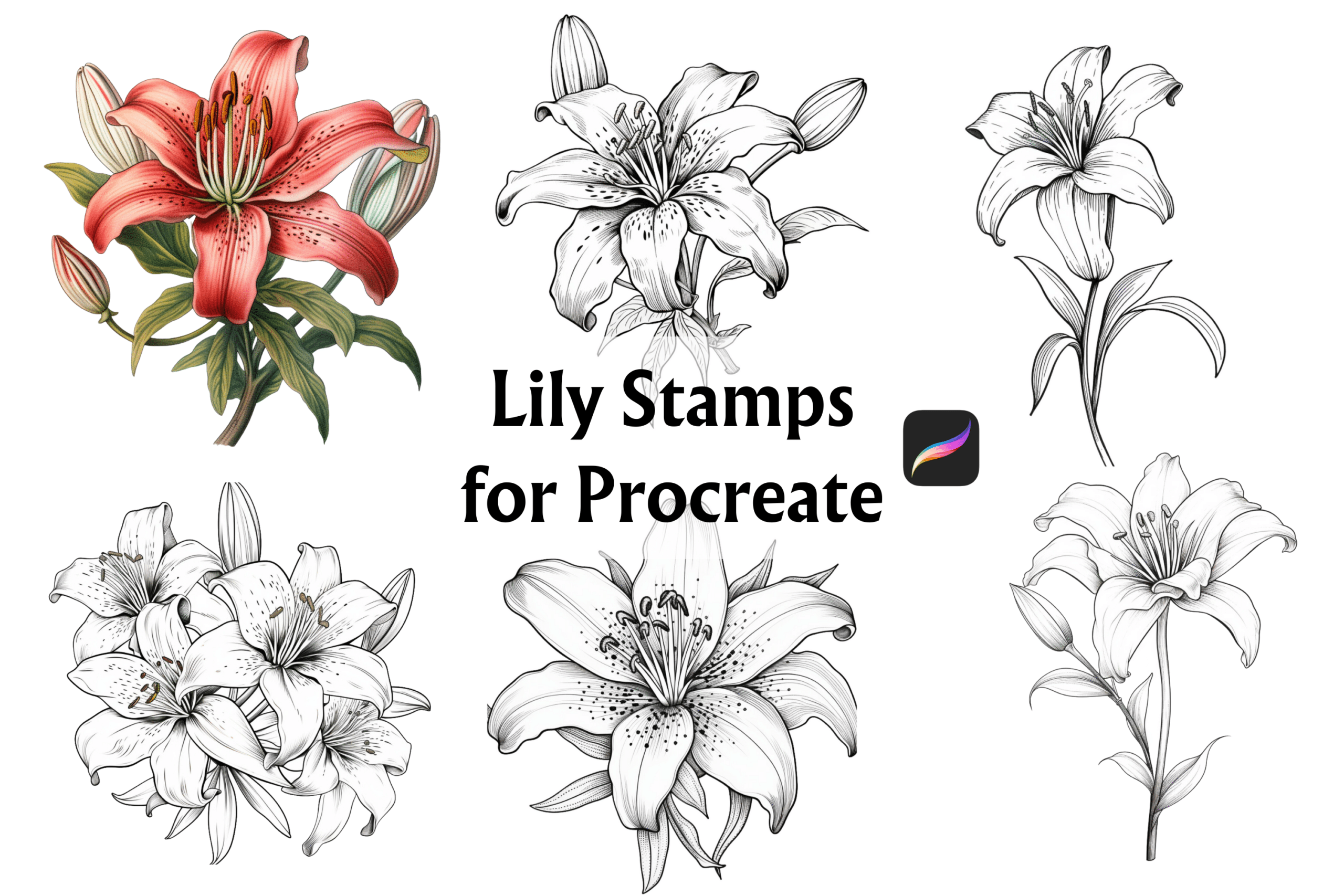 Lily Procreate Stamp Featured Image