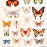 Butterfly Drawing Ideas
