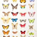 Butterfly Drawing Ideas