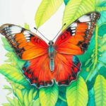 Butterfly Drawing Ideas