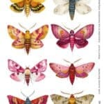 moth junk journal ephemera