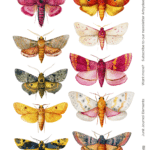 moth junk journal ephemera