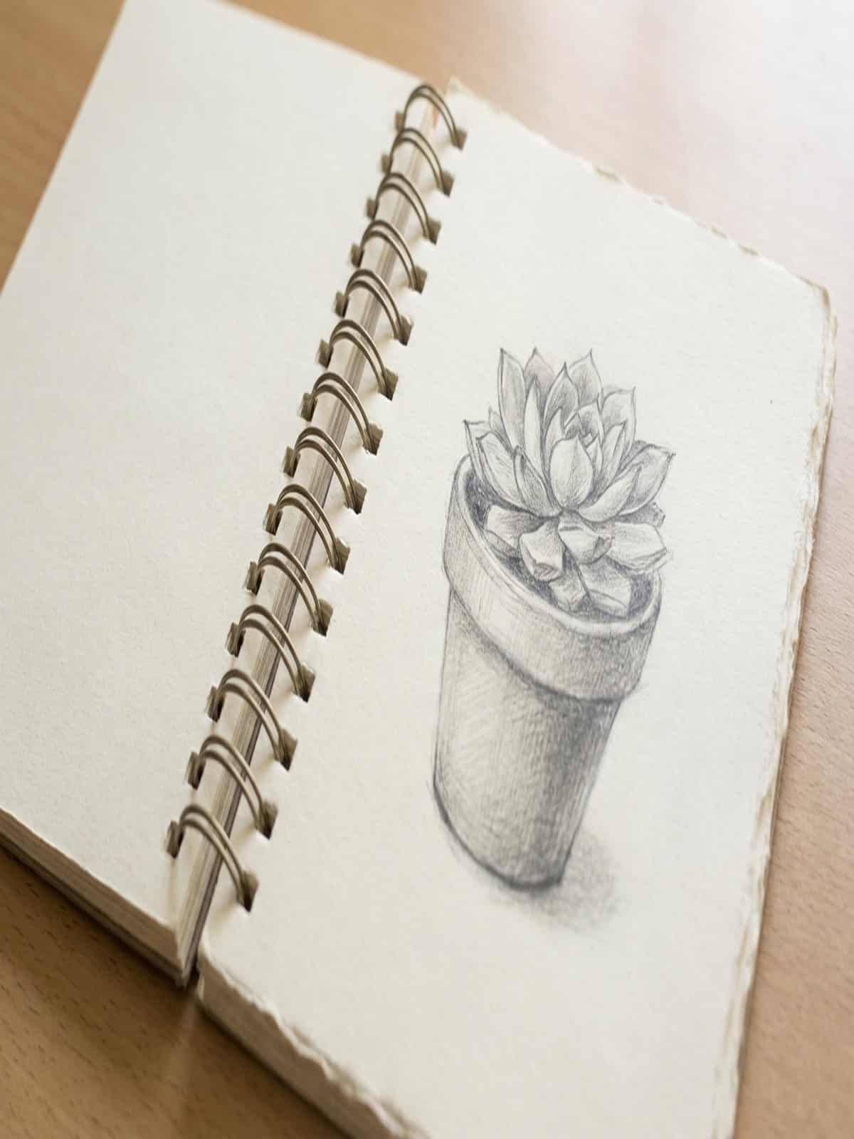 Nature sketch ideas for beginners showing a potted succulent in a sketchbook