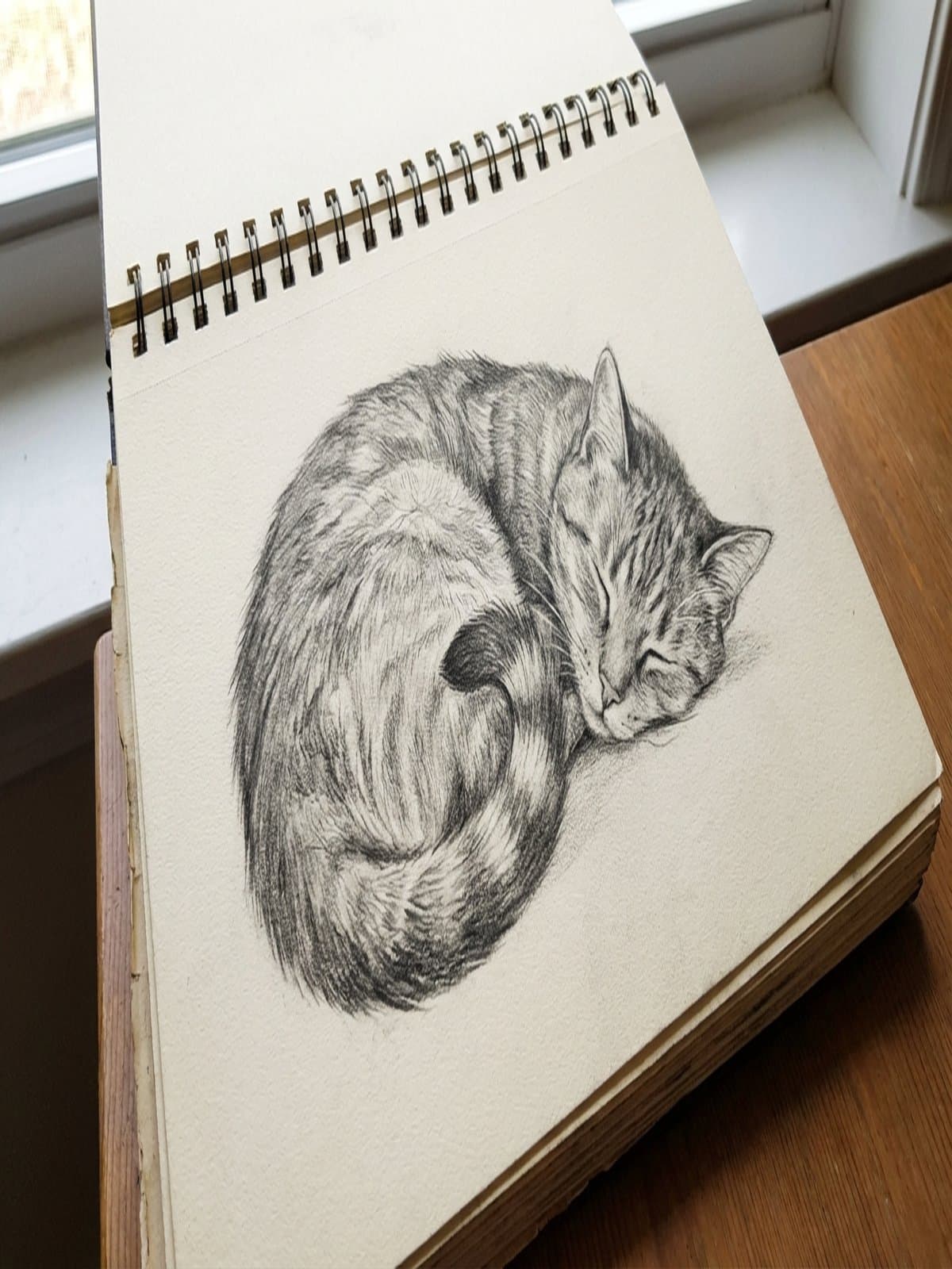 Beginner-friendly animal sketch of a sleeping cat curled up in a sketchbook