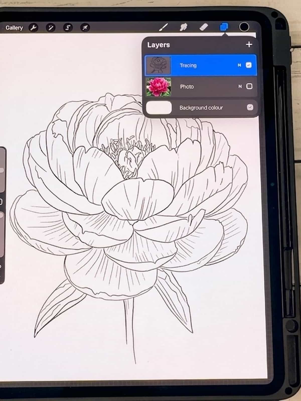 Finished stylised peony line drawing in Procreate with the layers panel showing the photo reference and tracing layer