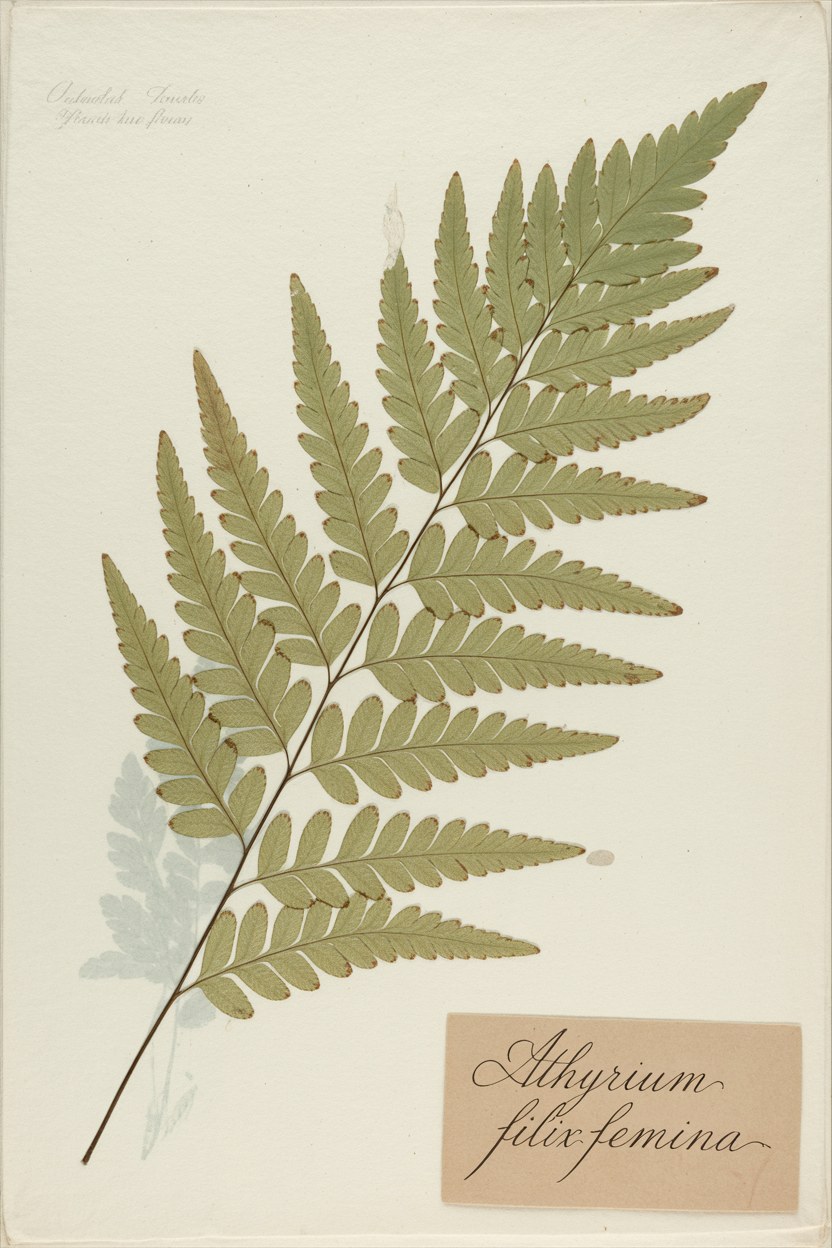 Free vintage botanical printable &mdash; pressed fern specimen, downloadable wall art