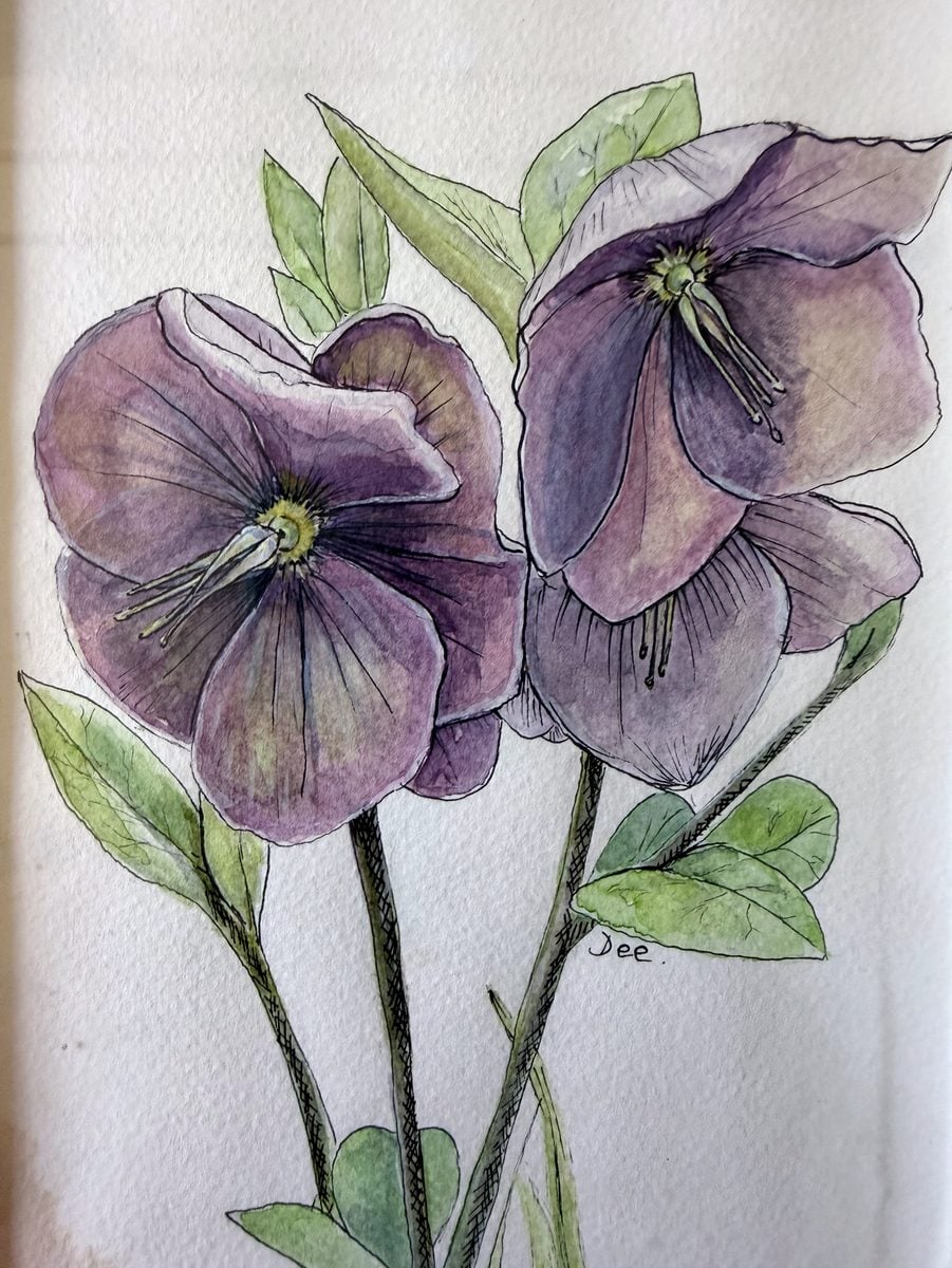 Original watercolour purple hellebores painting by Dee of Artsydee