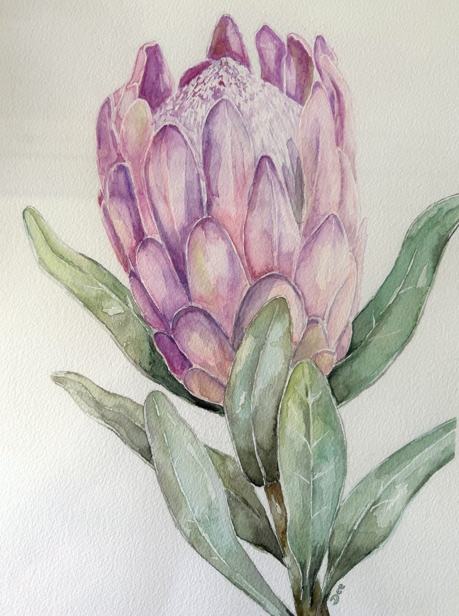 Original watercolour pink protea flower painting by Dee of Artsydee