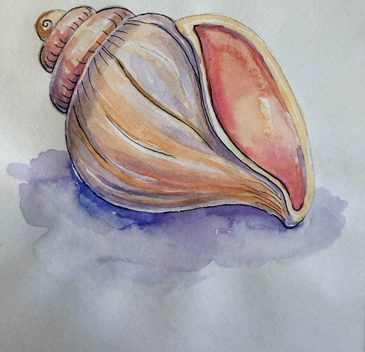 Original watercolour conch seashell painting by Dee of Artsydee