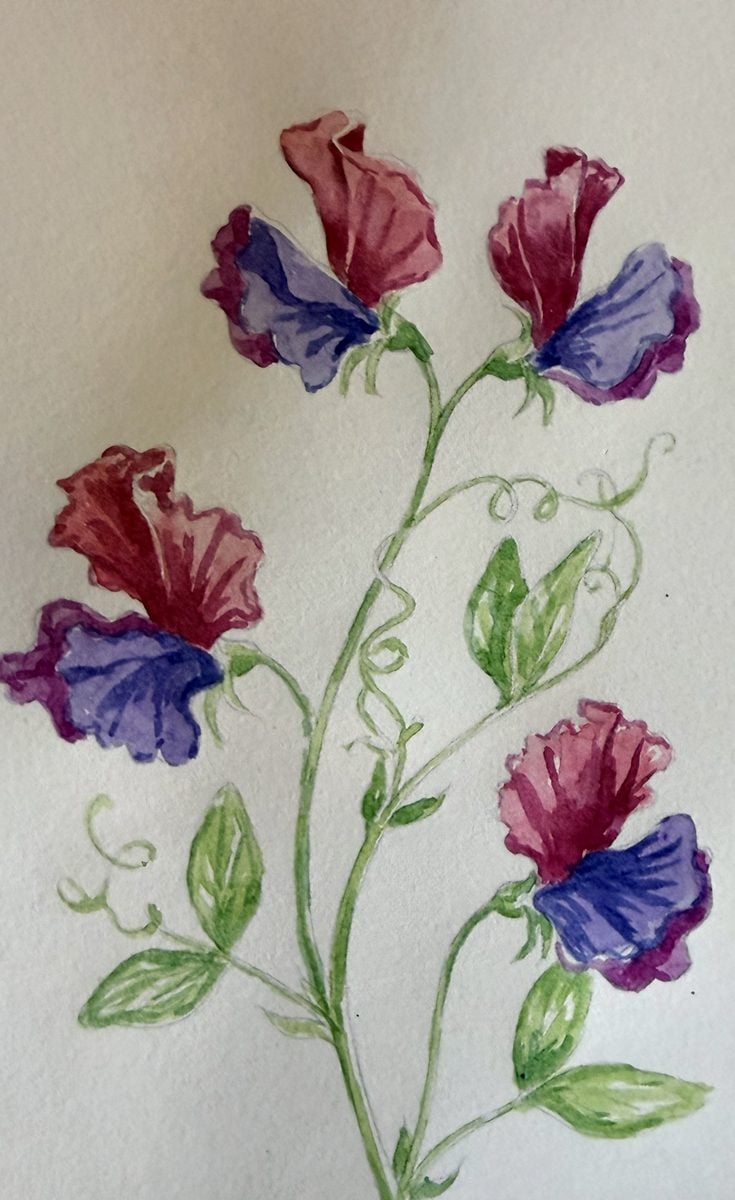 Original watercolour sweet peas painting by Dee of Artsydee