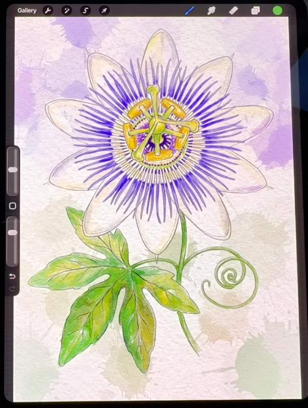 Passionflower illustration in progress in Procreate on iPad by Dee of Artsydee