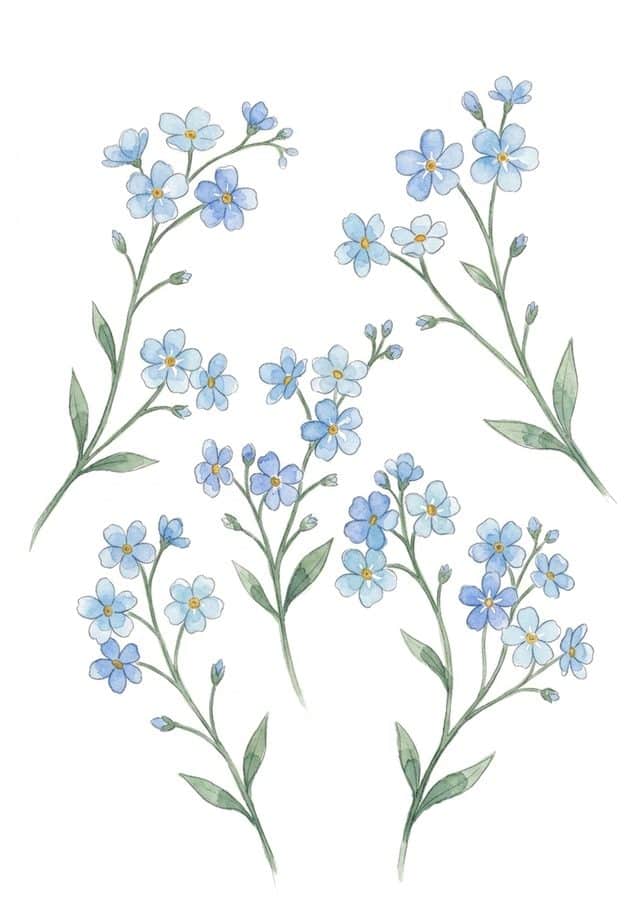 Forget-Me-Nots &mdash; Painted example, Week 4