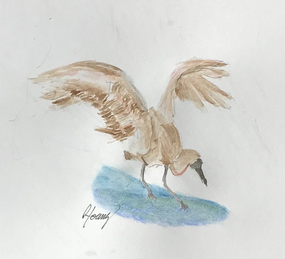 Marker drawing of a long-beaked bird with wings outstretched over blue water, by reader Richard Young
