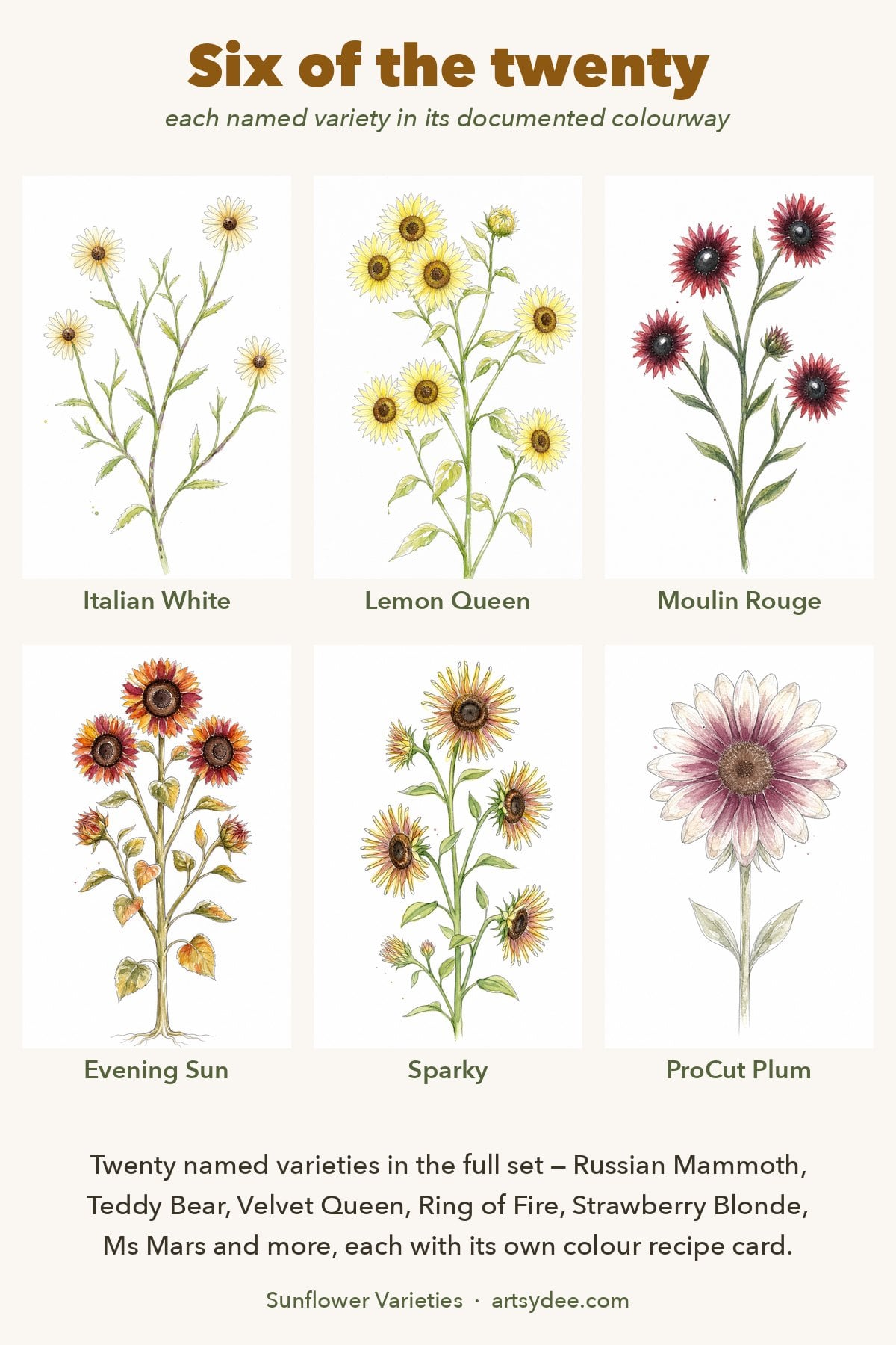Six named sunflower varieties painted in watercolour &mdash; Italian White, Lemon Queen, Moulin Rouge, Evening Sun, Sparky and ProCut Plum