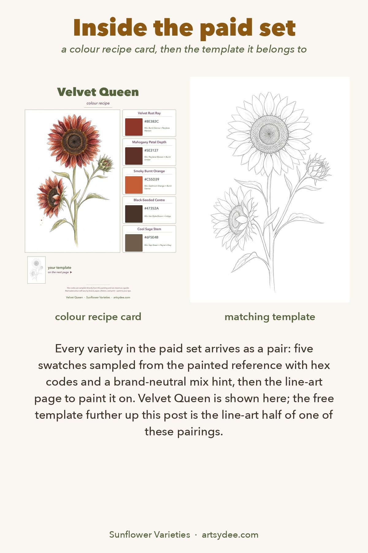 A colour recipe card and its matching sunflower line art template from the Sunflower Varieties watercolour reference set