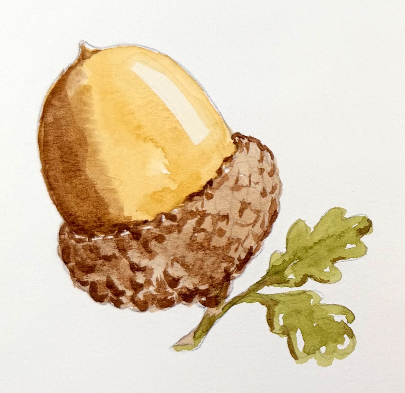 A finished watercolor acorn in yellow ochre and burnt umber with a white highlight and two small olive oak leaves