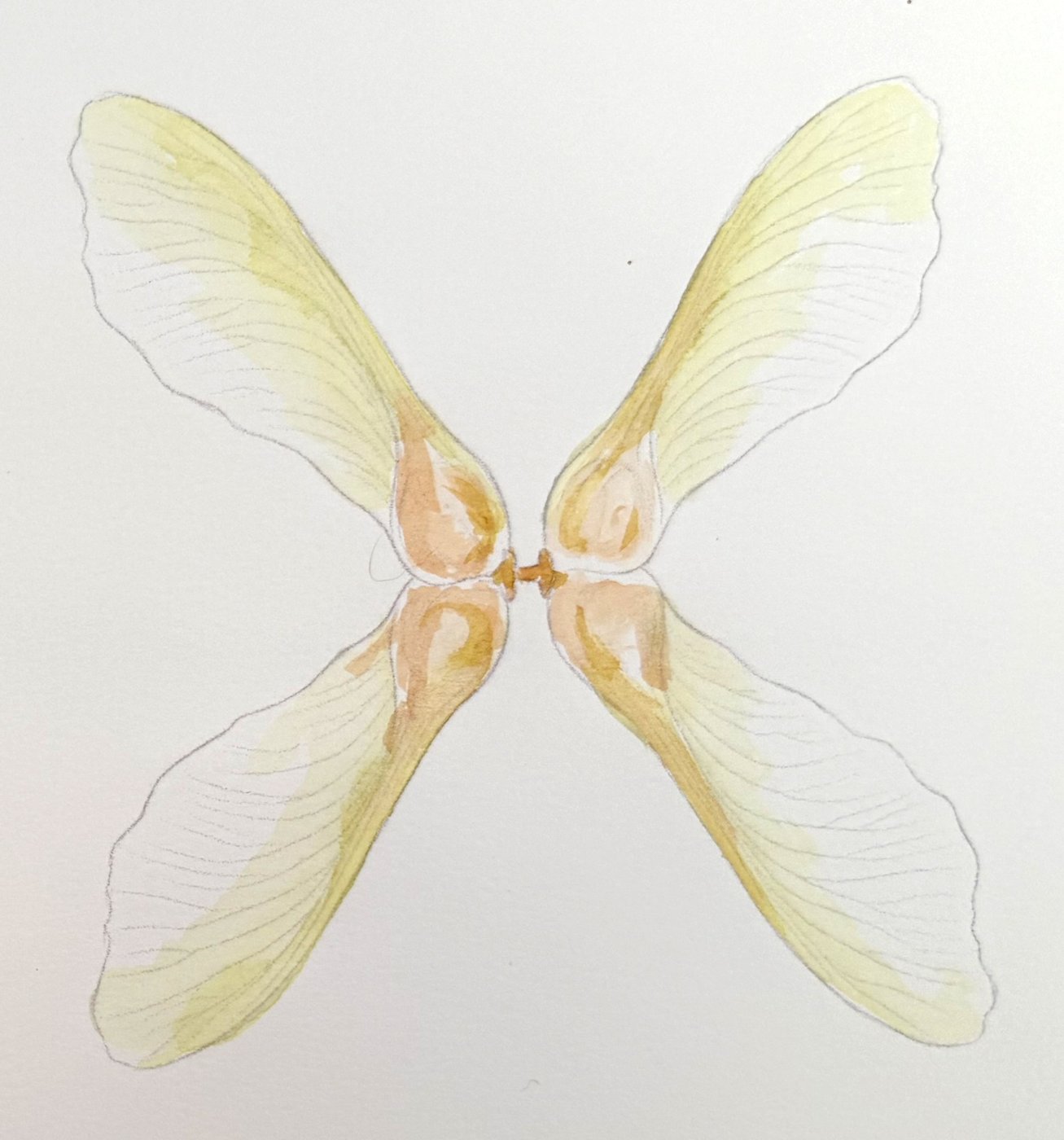 Finished watercolor maple keys with pale greenish yellow wings and warm rusty seeds