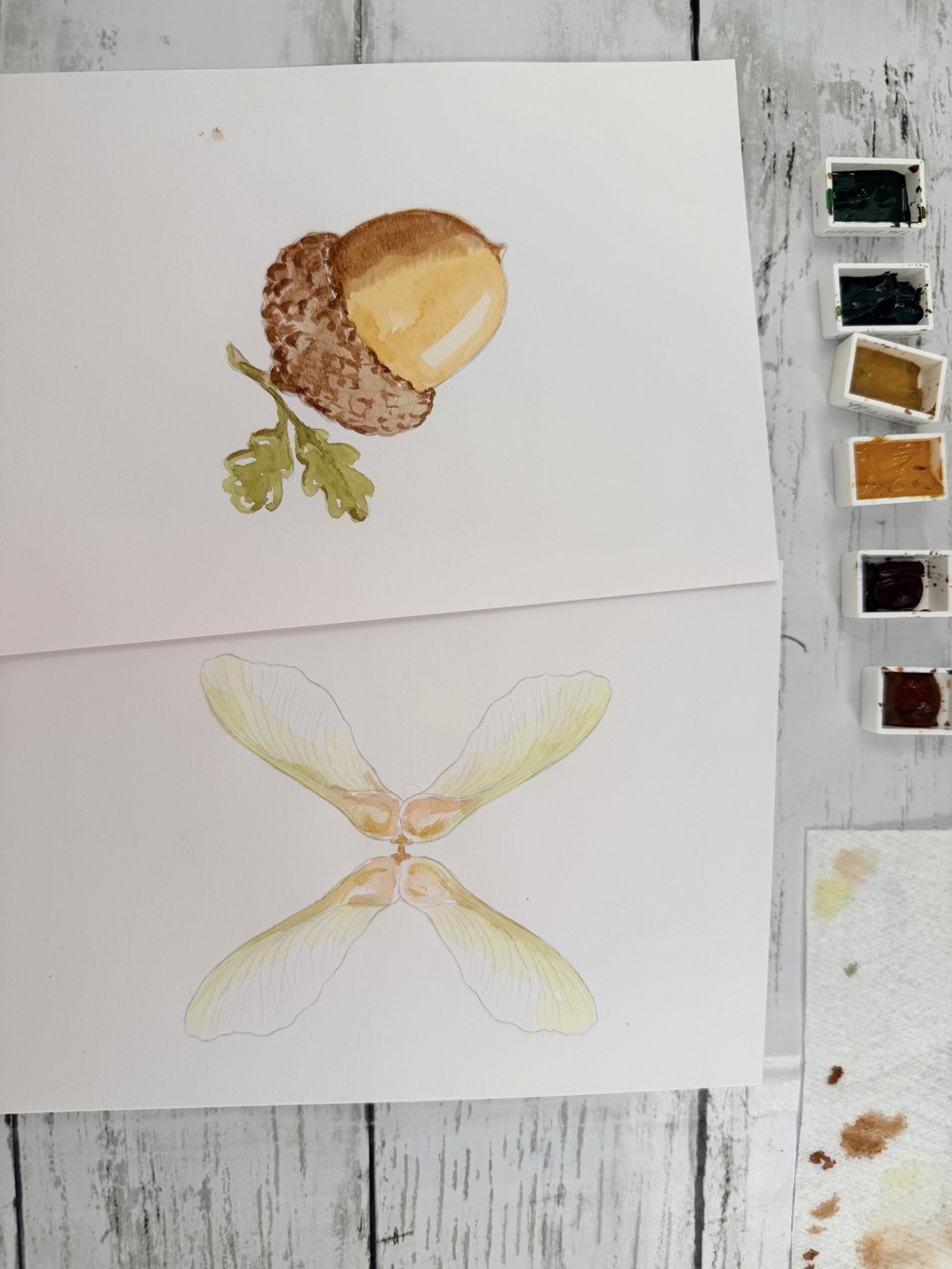 The finished acorn and maple keys paintings beside the Holbein half pans used to paint them
