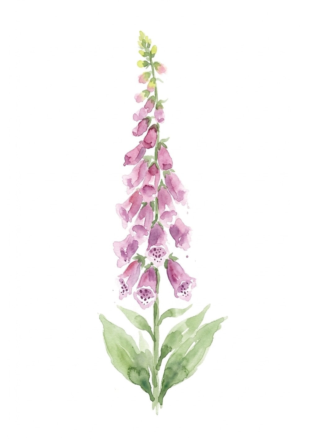 Painted reference of a loose watercolor foxglove spire in rosy purple with spotted bells and green leaves