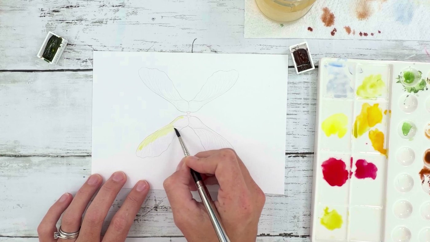 Painting a thin watery greenish yellow wash on the maple key wings