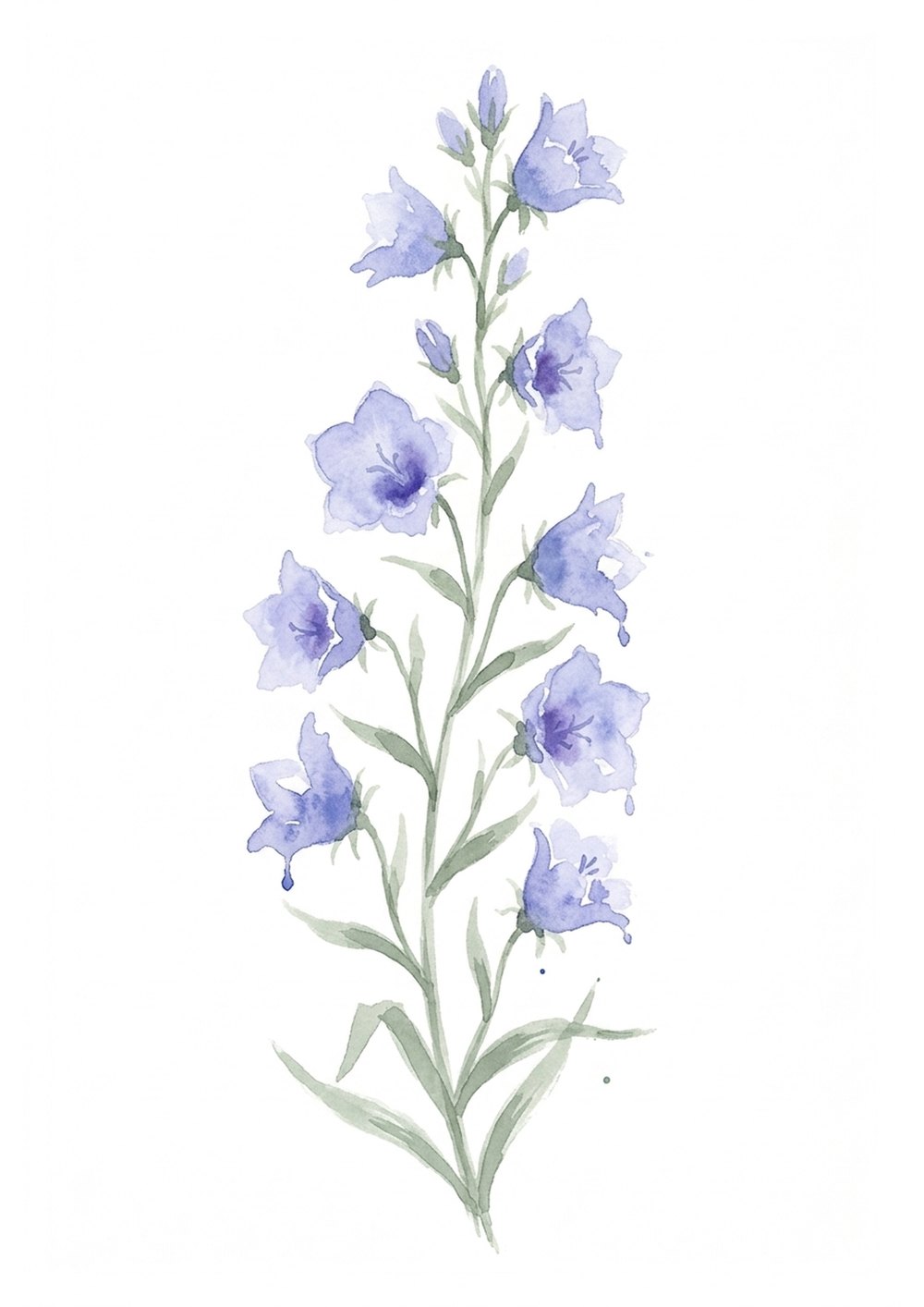 Painted reference of a loose watercolor bellflower (campanula) stem with lilac-blue bells