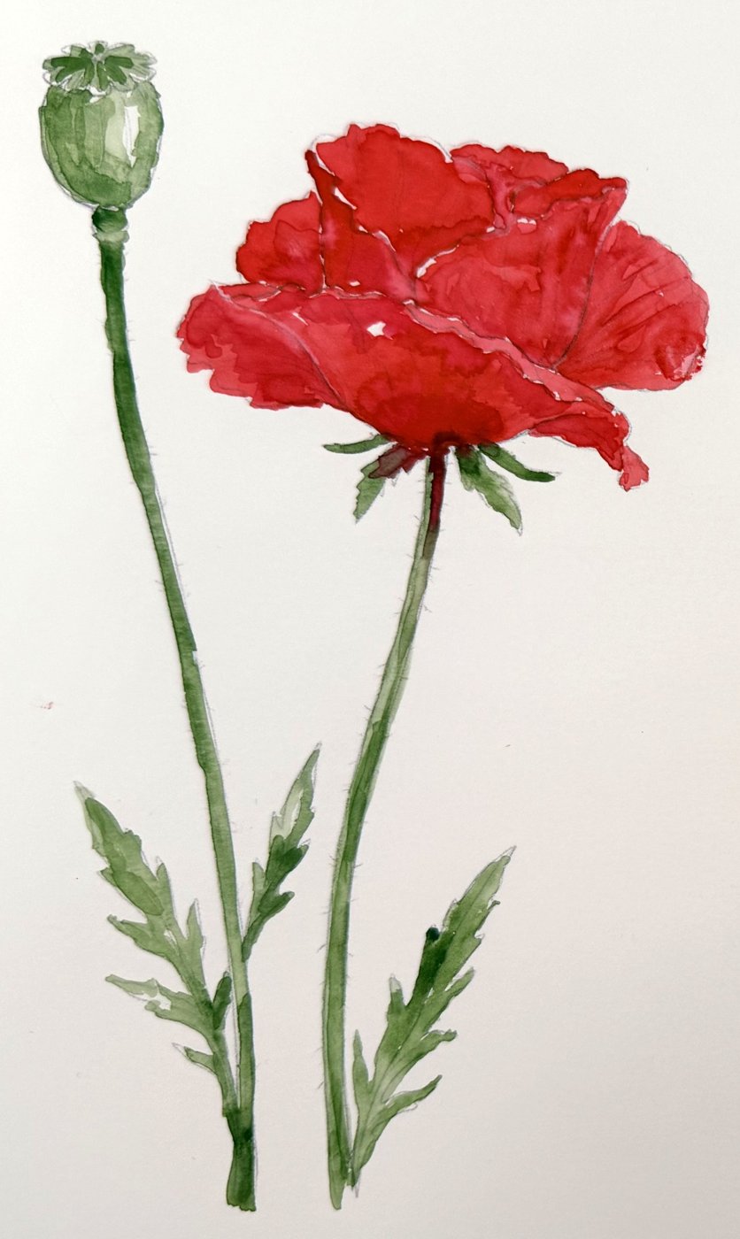 A finished loose watercolor field poppy in bright red with a green seedhead and stems