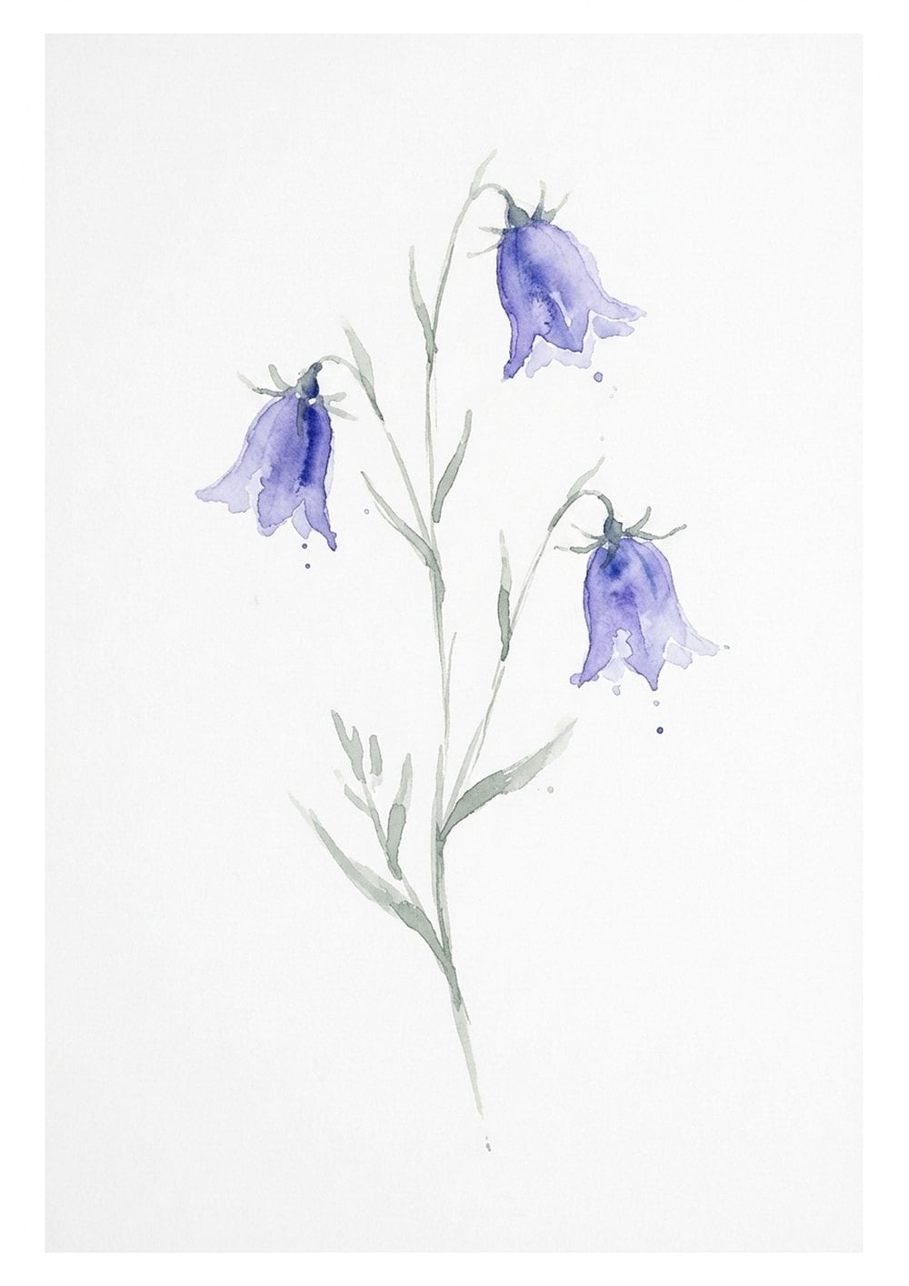 Painted reference of loose watercolor harebells in soft blue and violet on thin green stems