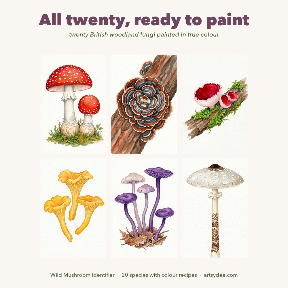 Painted examples from the Wild Mushroom Identifier watercolour templates