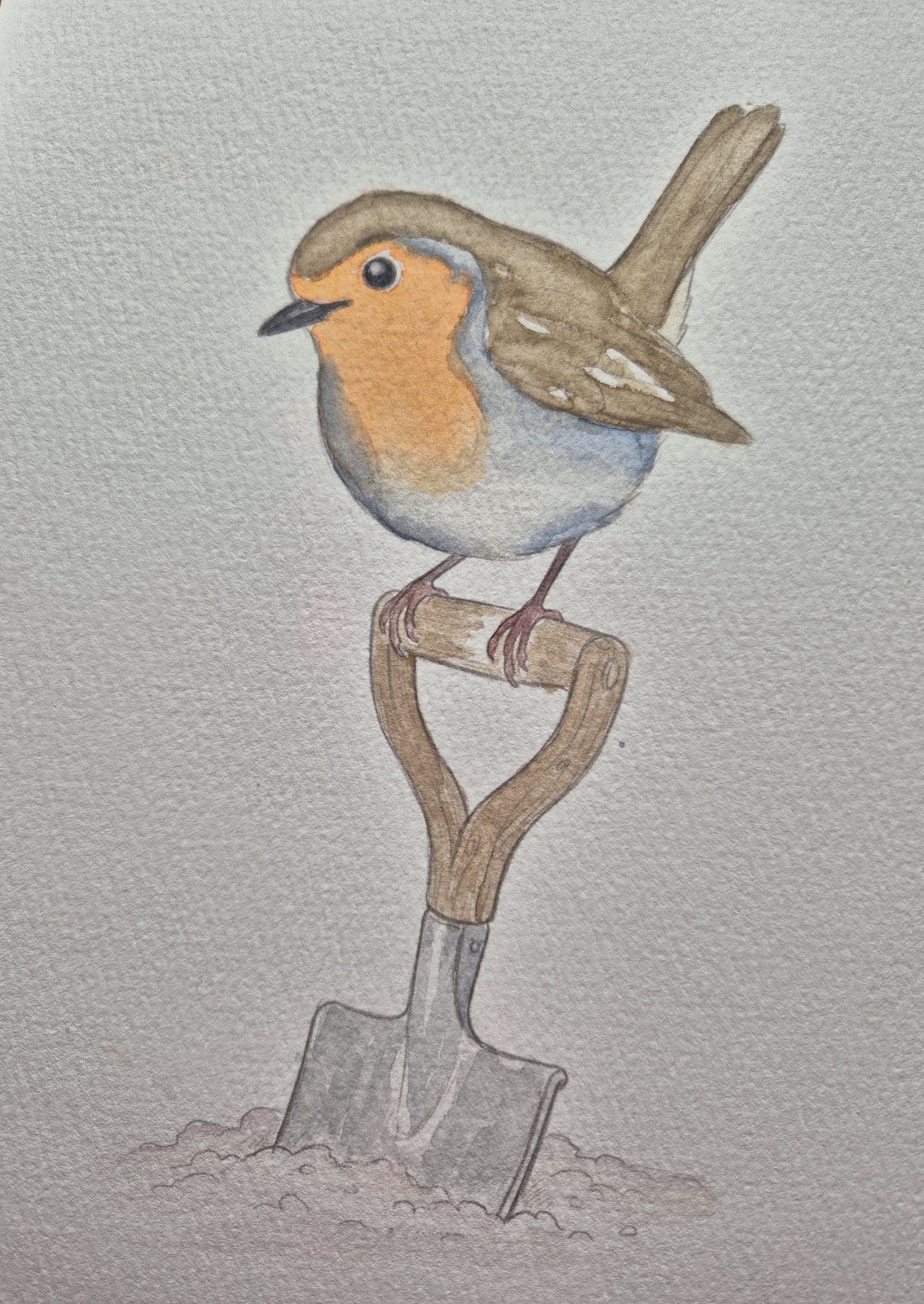Watercolour robin with a soft orange breast perched on the handle of a garden spade, painted by reader Cheryl.